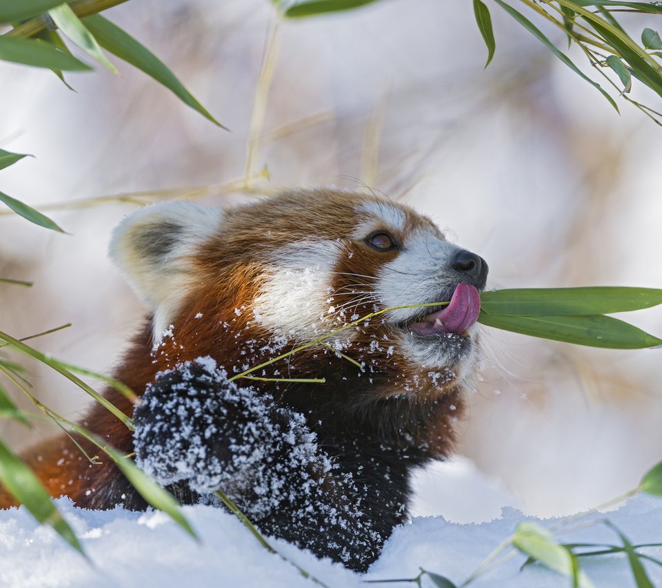 Обои ветка, снег, красная, панда, бамбук, малая, branch, snow, red, panda, bamboo, small разрешение 2048x1365 Загрузить