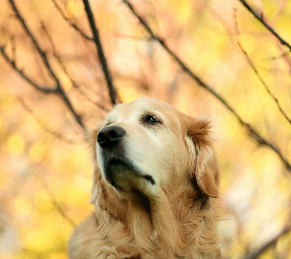 Обои взгляд, осень, собака, золотистый ретривер, look, autumn, dog, golden retriever разрешение 1920x1280 Загрузить