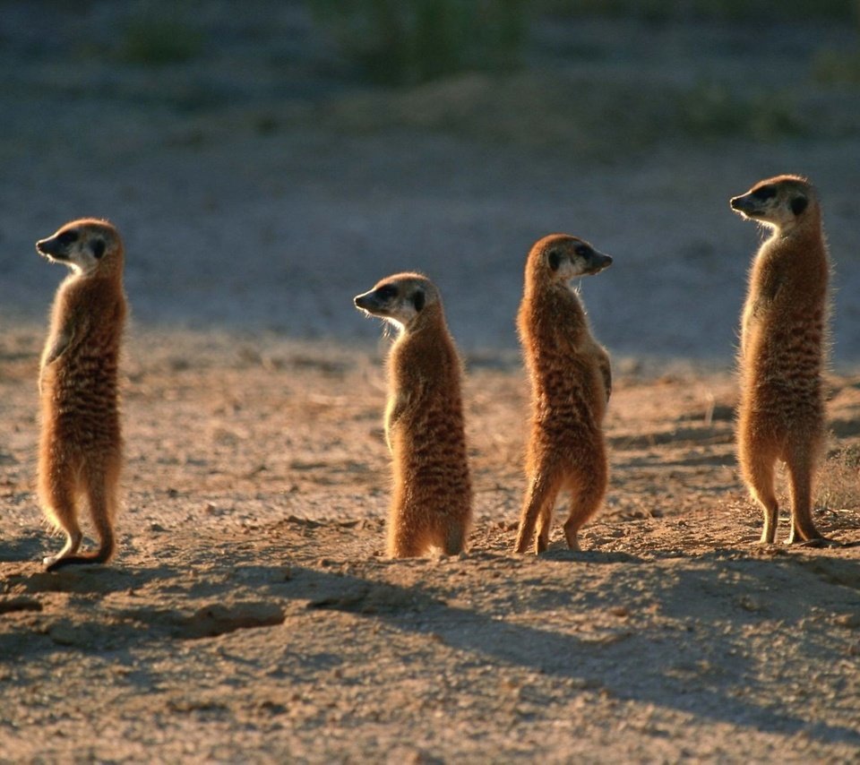 Обои животные, пустыня, сурикаты, семейка, мангустовые, караул, animals, desert, meerkats, family, mangustov, guard разрешение 1920x1280 Загрузить