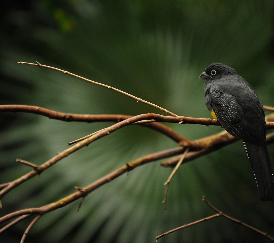 Обои ветка, дерево, птица, клюв, перья, черная, trogon caligatus, branch, tree, bird, beak, feathers, black разрешение 2560x1600 Загрузить