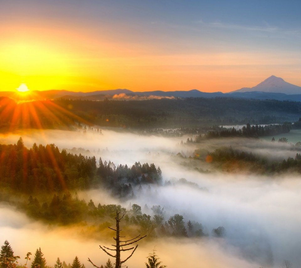 Обои солнце, лес, туман, the sun, forest, fog разрешение 2560x1440 Загрузить
