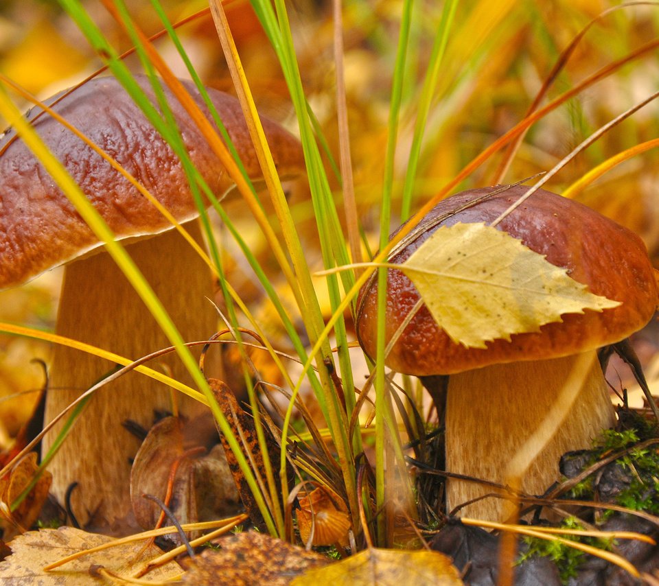 Обои трава, листья, макро, осень, грибы, гриб, grass, leaves, macro, autumn, mushrooms, mushroom разрешение 2560x1600 Загрузить