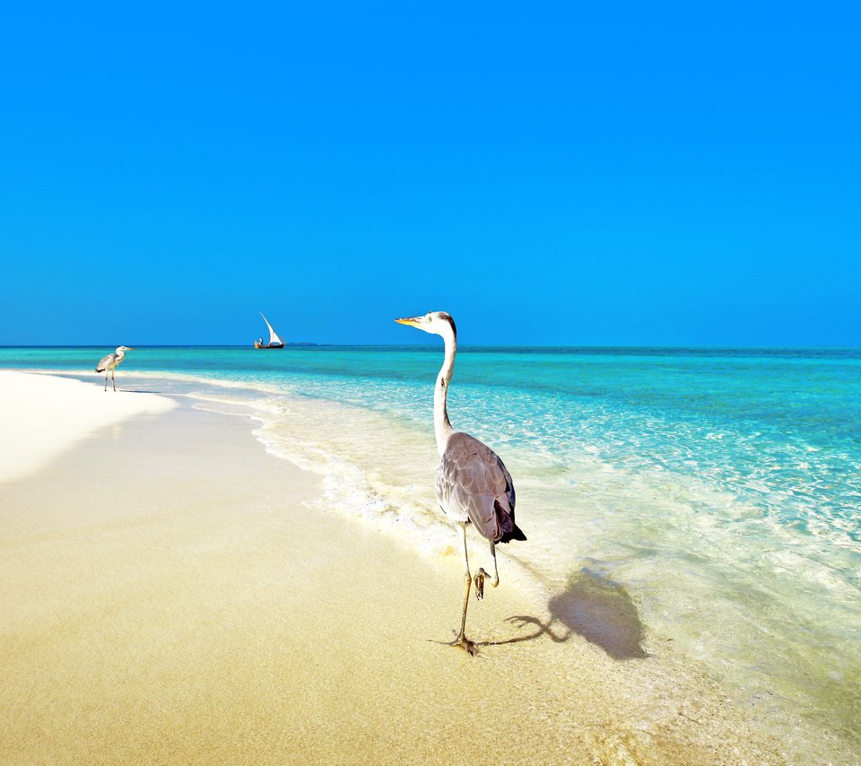 Обои море, пляж, тропики, птички, мальдивы, sea, beach, tropics, birds, the maldives разрешение 3903x2613 Загрузить