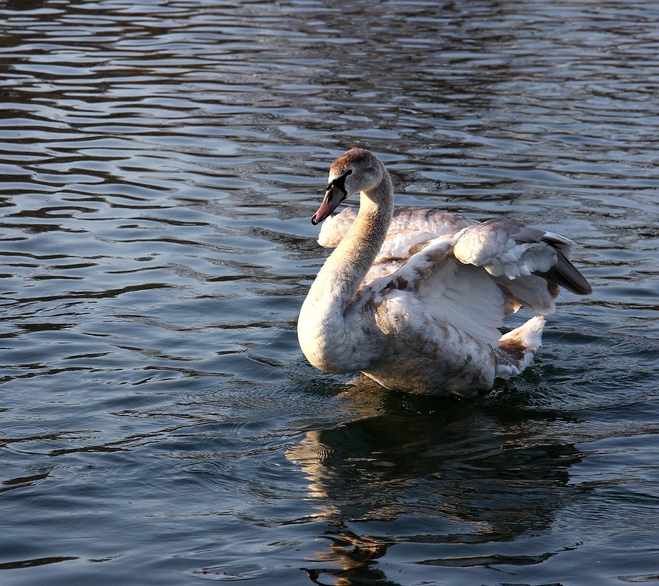 Обои вода, отражение, птица, клюв, перья, лебедь, water, reflection, bird, beak, feathers, swan разрешение 2560x1600 Загрузить