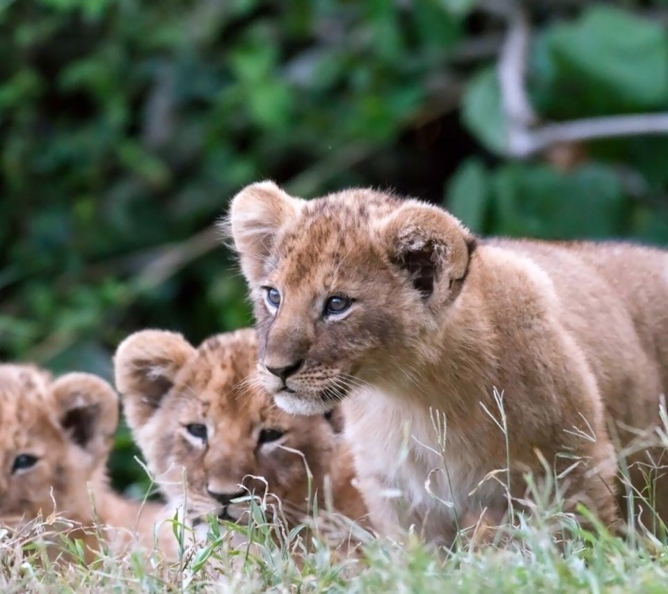 Обои львята, the cubs разрешение 2000x1125 Загрузить