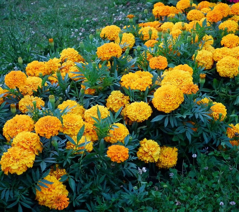 Обои бархатцы, цветы., желтые цветы, marigolds, flowers., yellow flowers разрешение 2048x1536 Загрузить