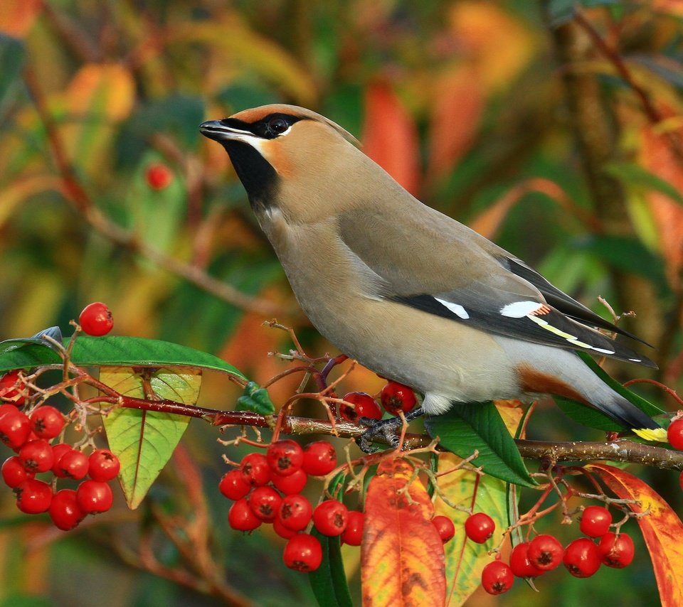 Обои ветка, птицы, ягоды, свиристель, branch, birds, berries, the waxwing разрешение 2048x1366 Загрузить