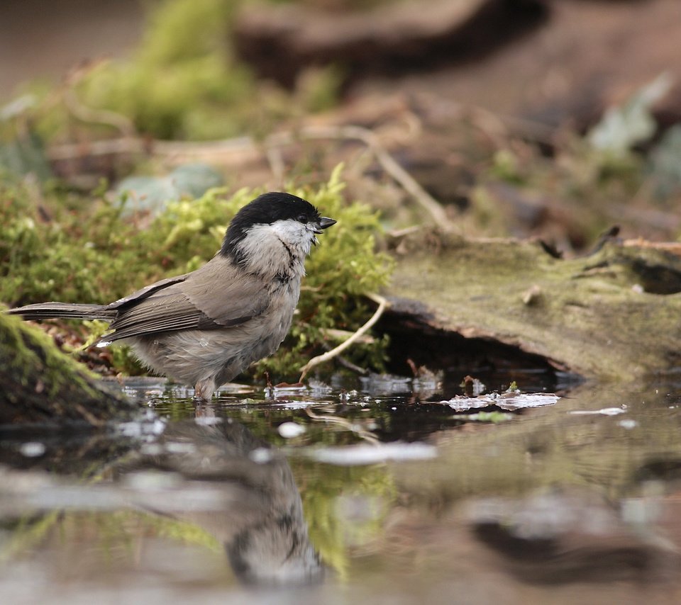 Обои вода, отражение, птицы, птица, мох, синица, синичка, water, reflection, birds, bird, moss, tit, titmouse разрешение 2048x1485 Загрузить