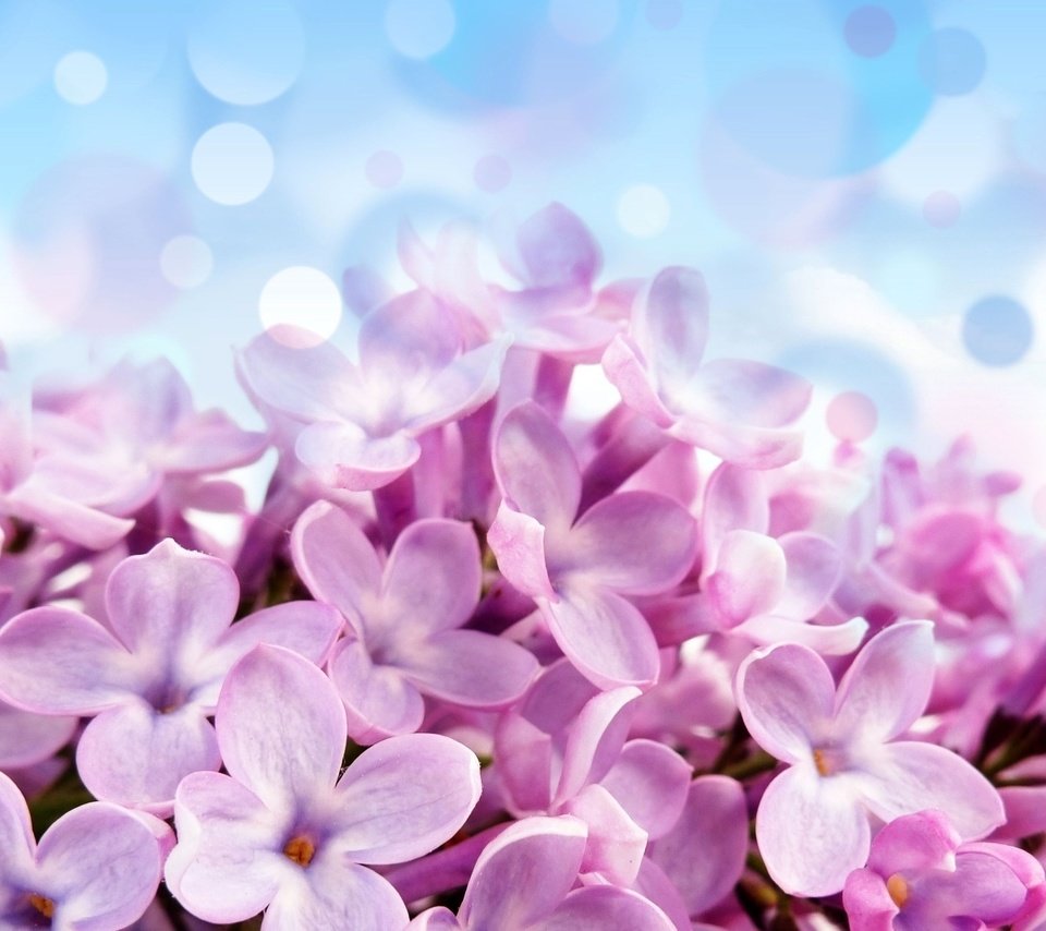 Обои сирень, lilac разрешение 2560x1600 Загрузить