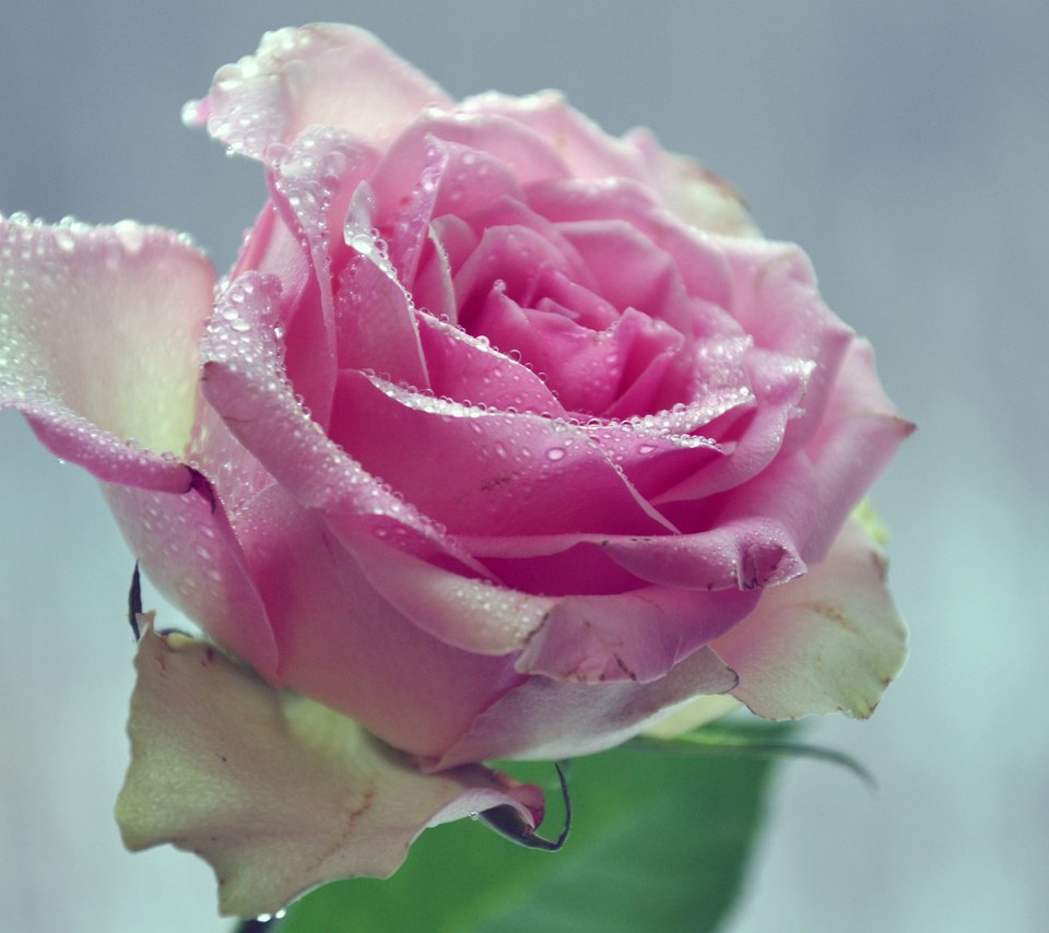 Обои вода, цветок, капли, лепестки, розовая роза, water, flower, drops, petals, pink rose разрешение 2560x1600 Загрузить