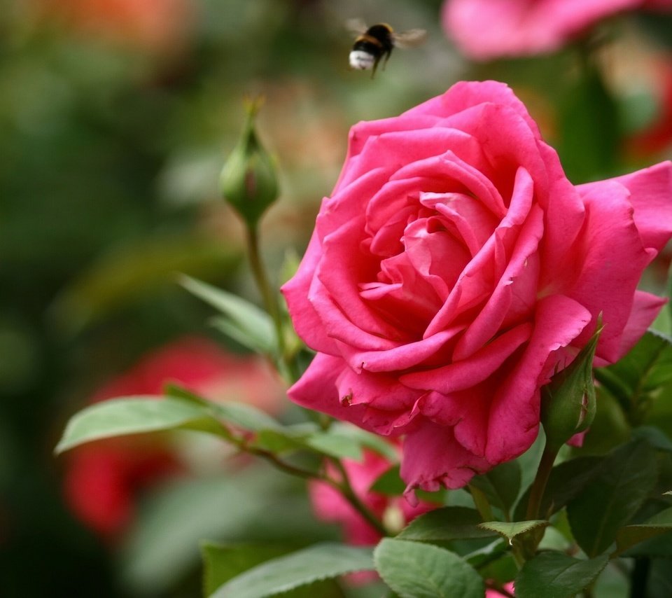 Обои бутоны, роза, шмель, buds, rose, bumblebee разрешение 2560x1600 Загрузить