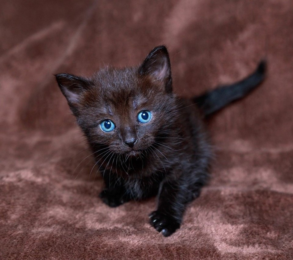 Черный голубоглазый котенок