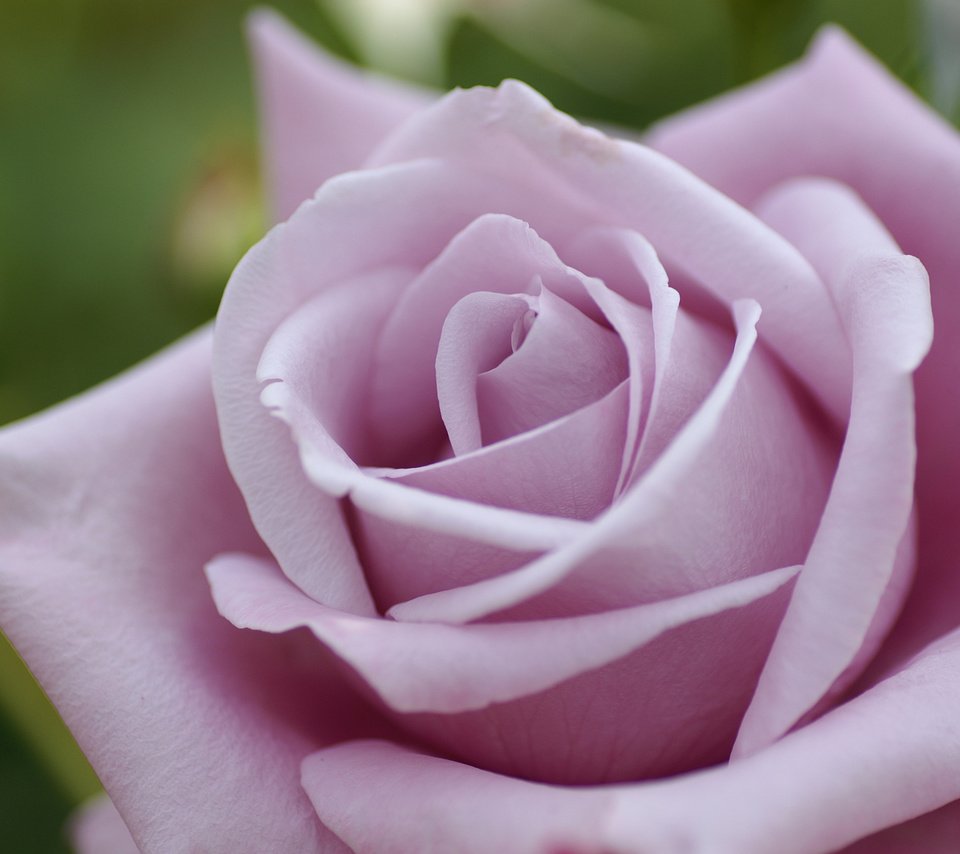 Обои макро, цветок, роза, розовая, macro, flower, rose, pink разрешение 3008x2000 Загрузить