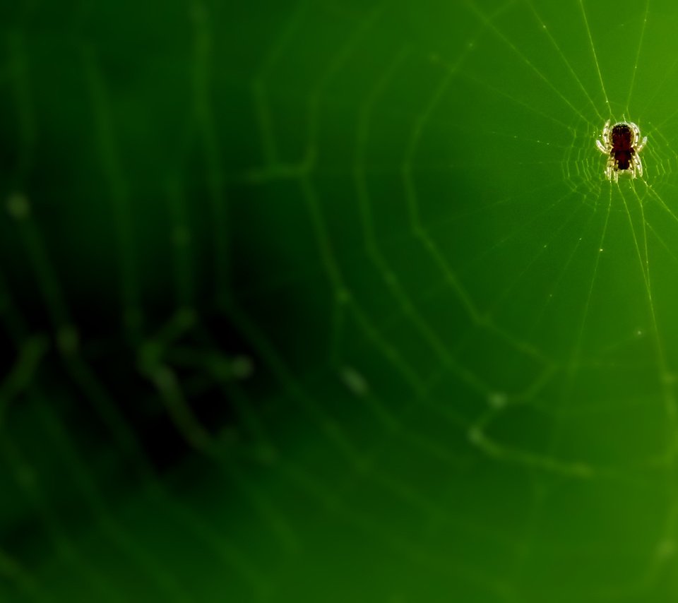 Обои микро, паук, паутина, супер макро, micro, spider, web, super macro разрешение 1920x1080 Загрузить