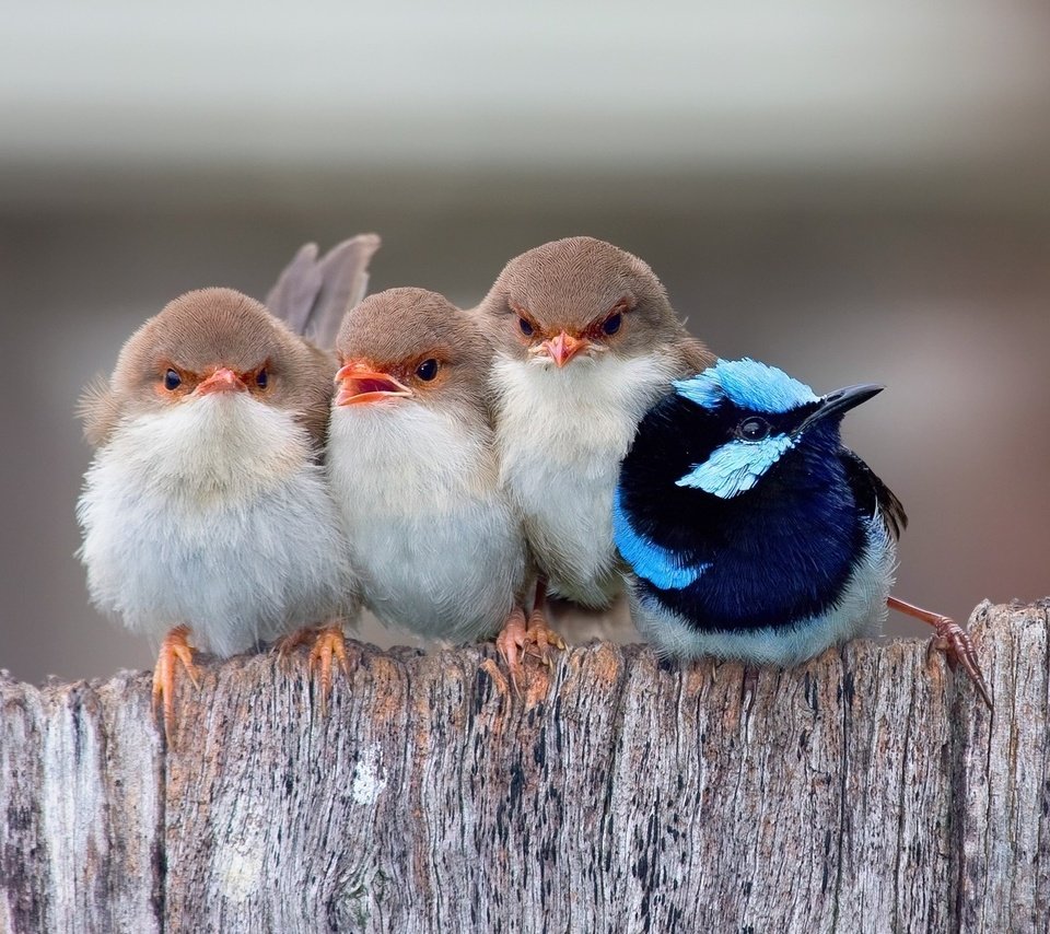 Обои забор, птицы, ряд, воробьи, расписной малюр, the fence, birds, a number, sparrows, painted malur разрешение 1920x1200 Загрузить