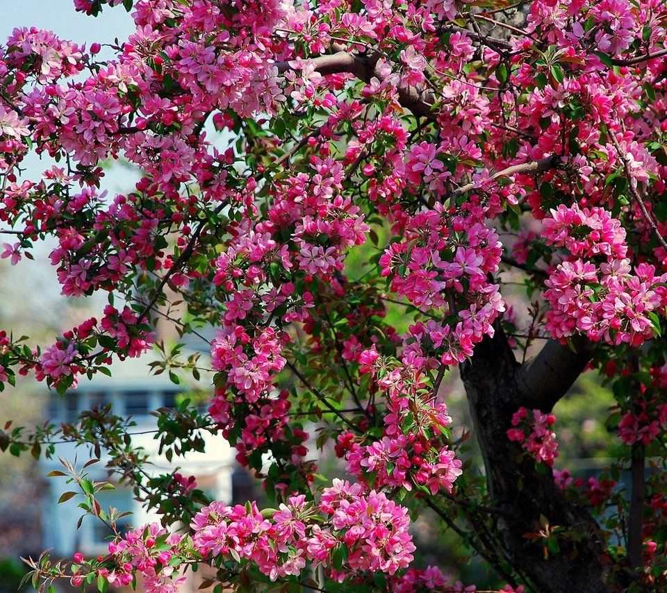 Обои дерево, цветение, весна, розовые, яблоня, цветки, tree, flowering, spring, pink, apple, flowers разрешение 1920x1200 Загрузить