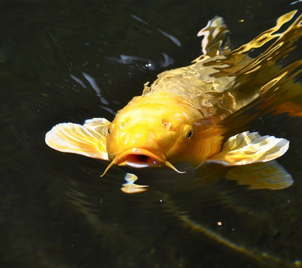 Обои вода, рыба, подводный мир, парчовый, японский карп, карп, water, fish, underwater world, brocade, japanese carp, carp разрешение 2560x1700 Загрузить