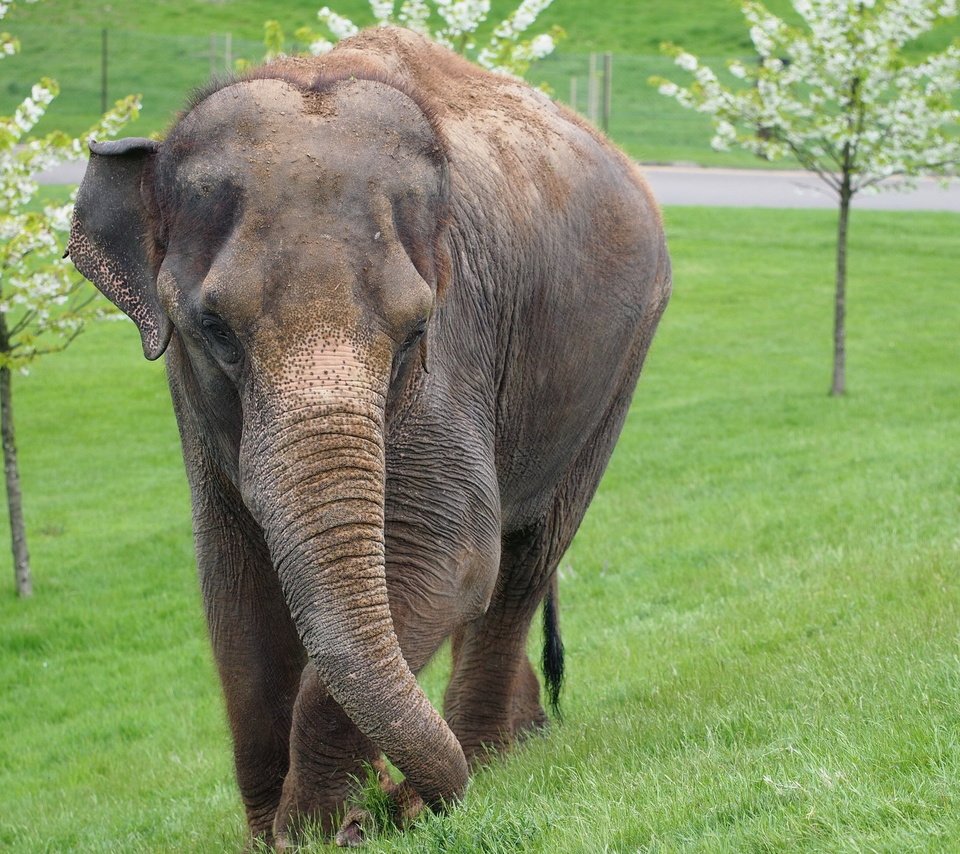 Обои трава, деревья, слон, уши, хобот, млекопитающее, grass, trees, elephant, ears, trunk, mammal разрешение 2560x1600 Загрузить