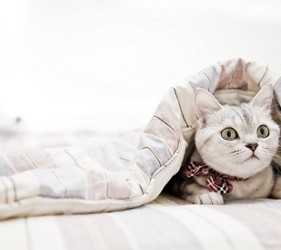 Милые котики в одеяле