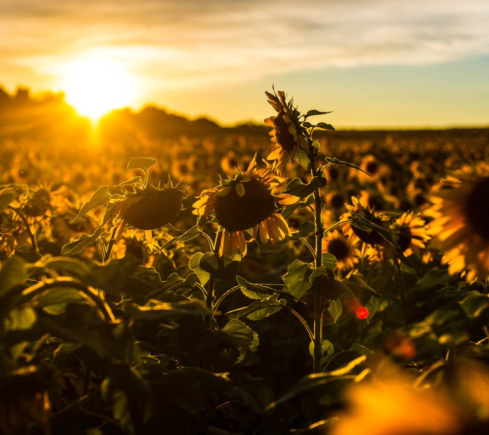 Обои природа, лето, подсолнухи, nature, summer, sunflowers разрешение 6016x4016 Загрузить