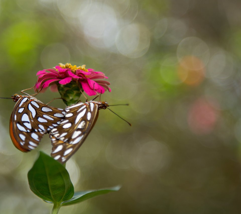 Обои цветок, насекомые, бабочки, flower, insects, butterfly разрешение 2048x1365 Загрузить