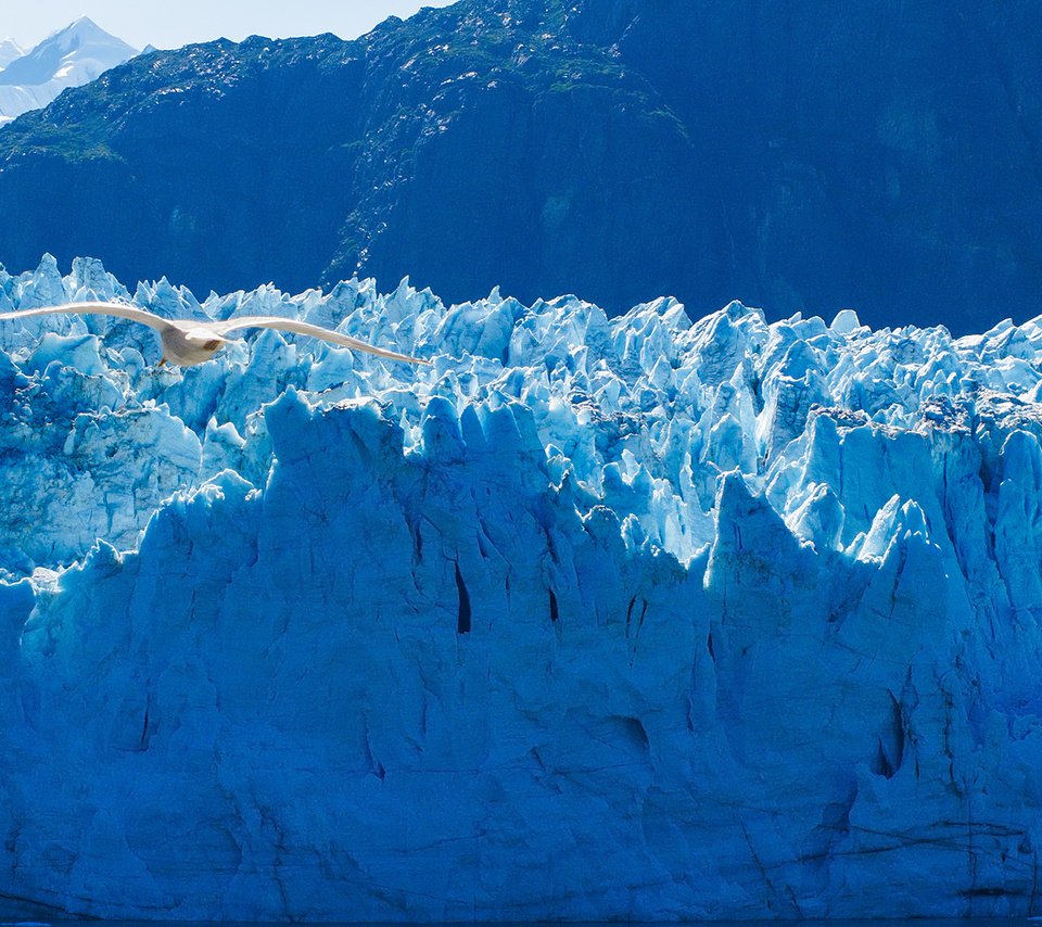 Обои птица, аляска, айсберги, ледники, bird, alaska, icebergs, glaciers разрешение 1920x1080 Загрузить