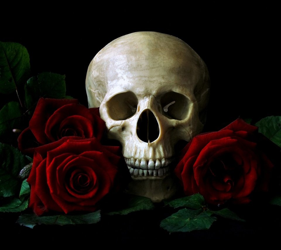 Обои череп, красных, на, среди, роз, лежащий, столе, skull, red, on, among, roses, lying, the table разрешение 1920x1080 Загрузить