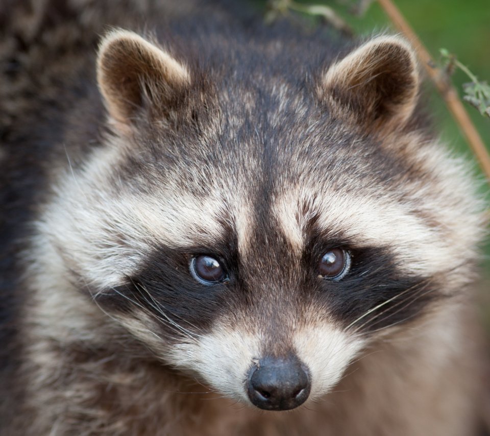 Обои морда, взгляд, енот, face, look, raccoon разрешение 3888x2592 Загрузить