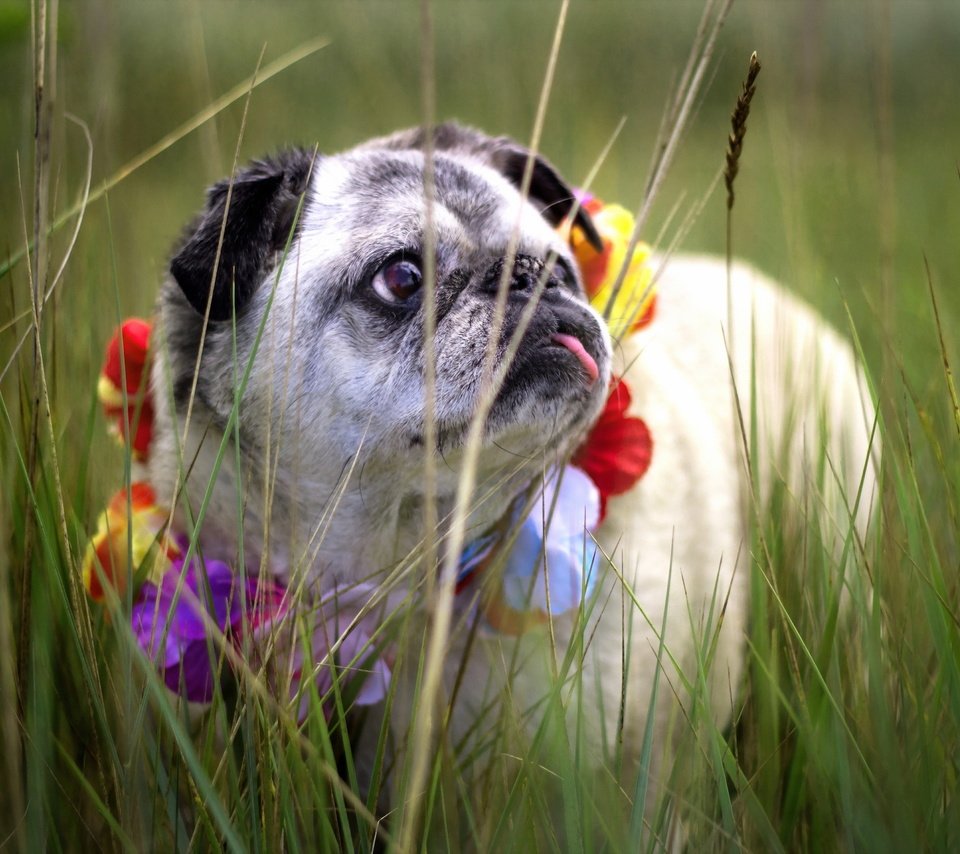 Обои трава, собака, венок, мопс, grass, dog, wreath, pug разрешение 2048x1365 Загрузить