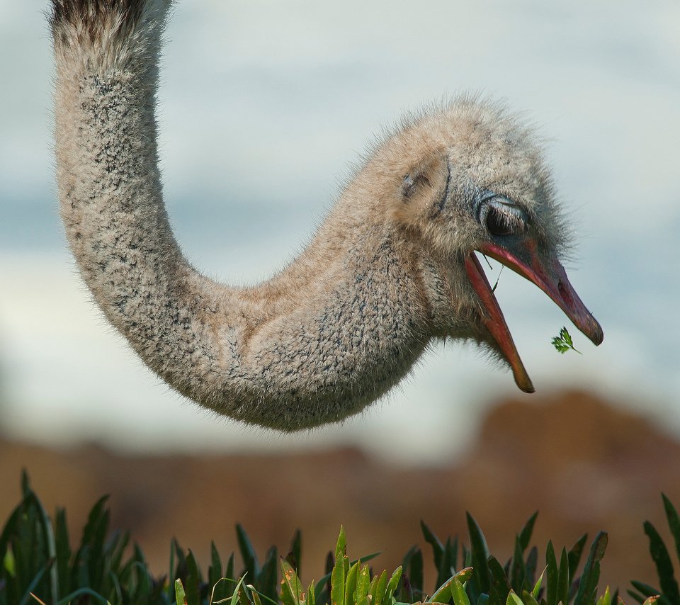 Обои природа, птица, страус, nature, bird, ostrich разрешение 2048x1363 Загрузить