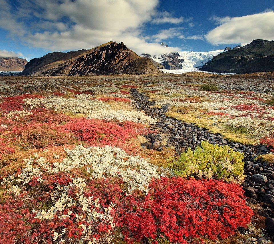 Обои небо, цветы, горы, исландия, the sky, flowers, mountains, iceland разрешение 2500x1677 Загрузить