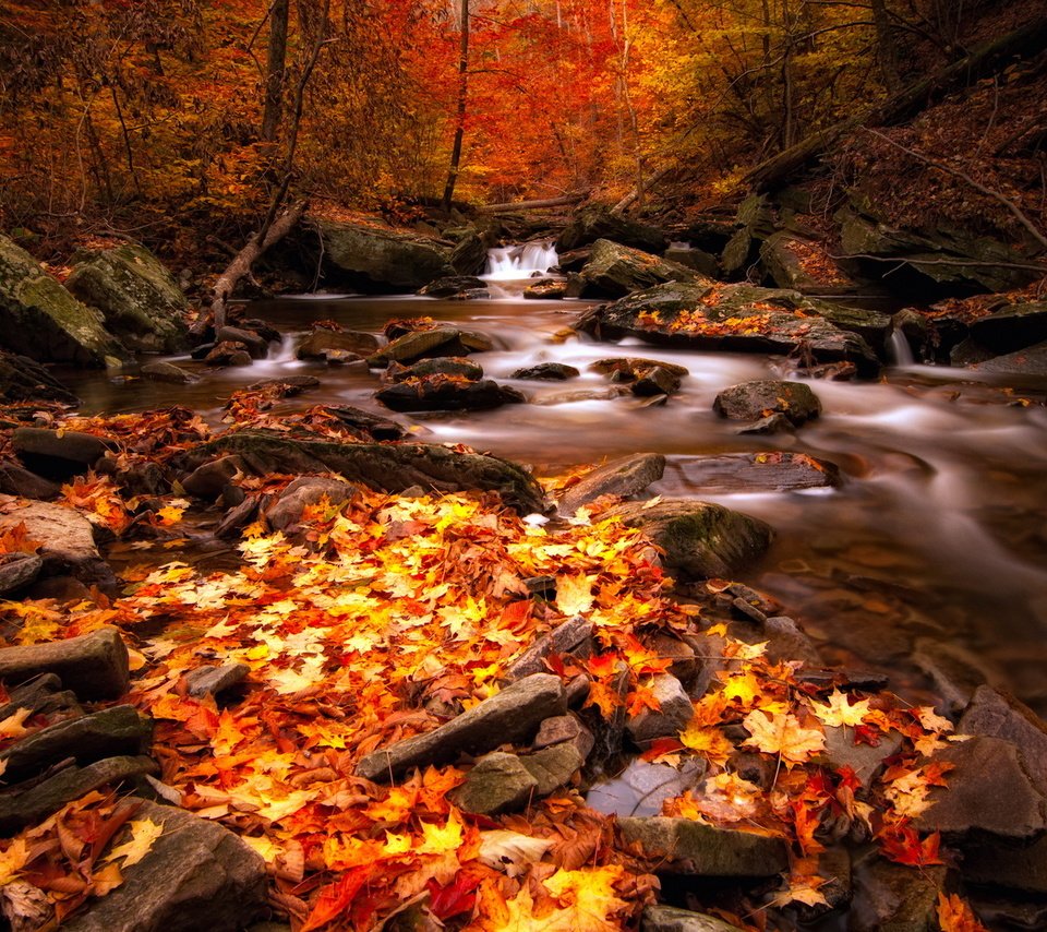 Обои река, лес, осень, river, forest, autumn разрешение 1920x1200 Загрузить