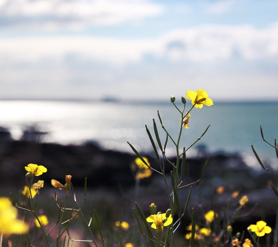 Обои цветы, поле, желтые, flowers, field, yellow разрешение 1920x1200 Загрузить