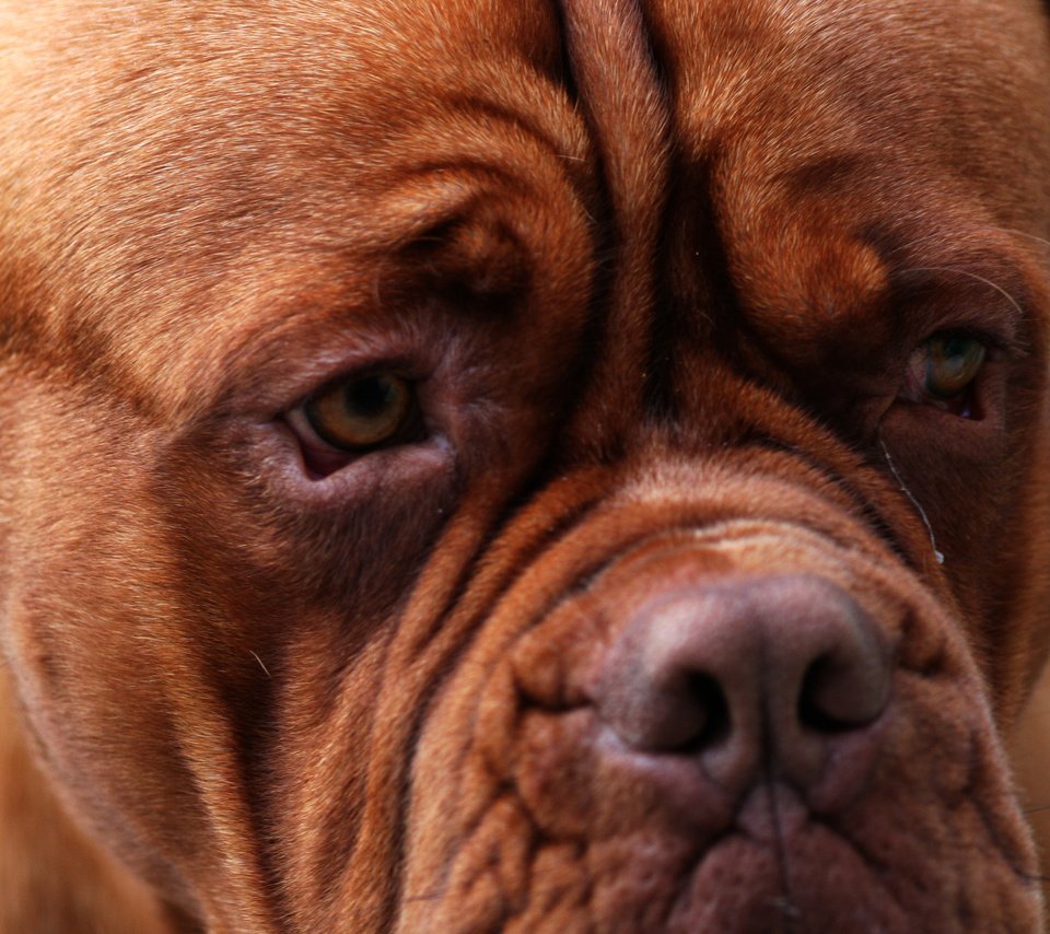 Обои глаза, морда, бордоский дог, eyes, face, dogue de bordeaux разрешение 2560x1600 Загрузить