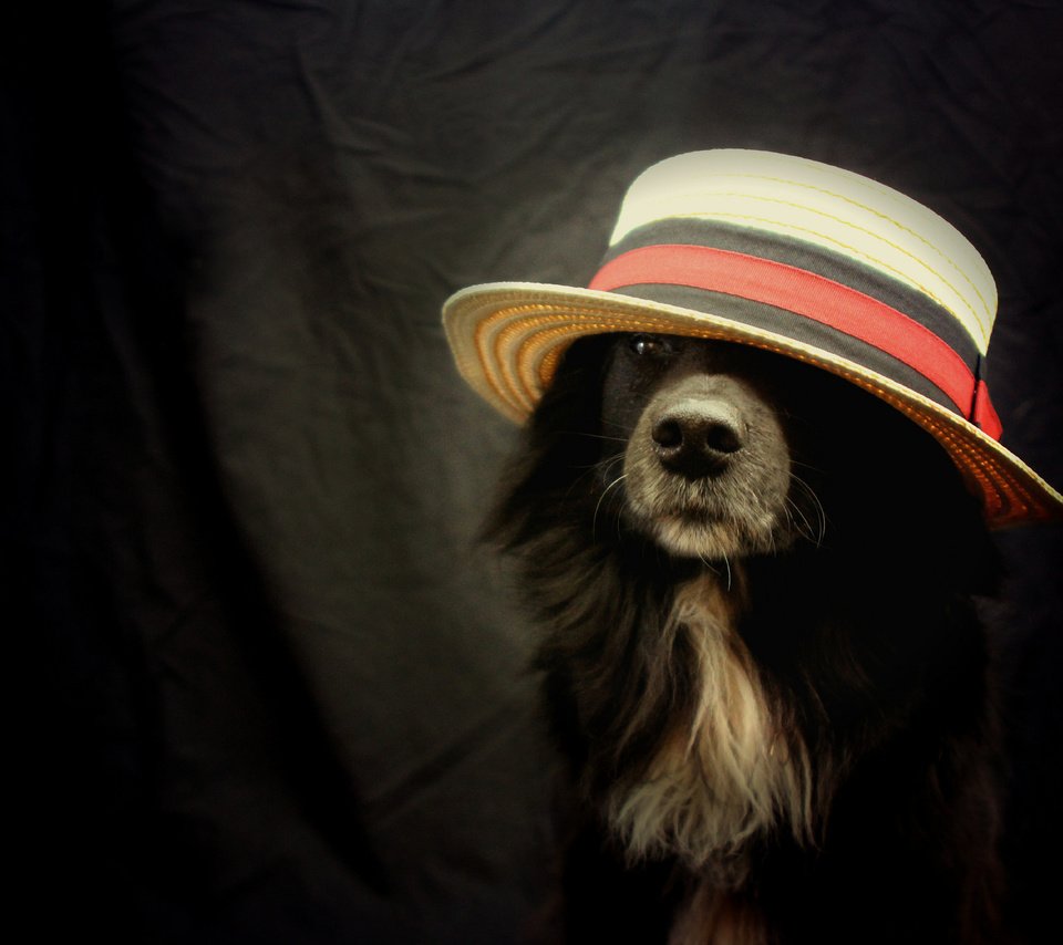 Обои взгляд, друг, шляпа, бордер-колли, look, each, hat, the border collie разрешение 2048x1365 Загрузить