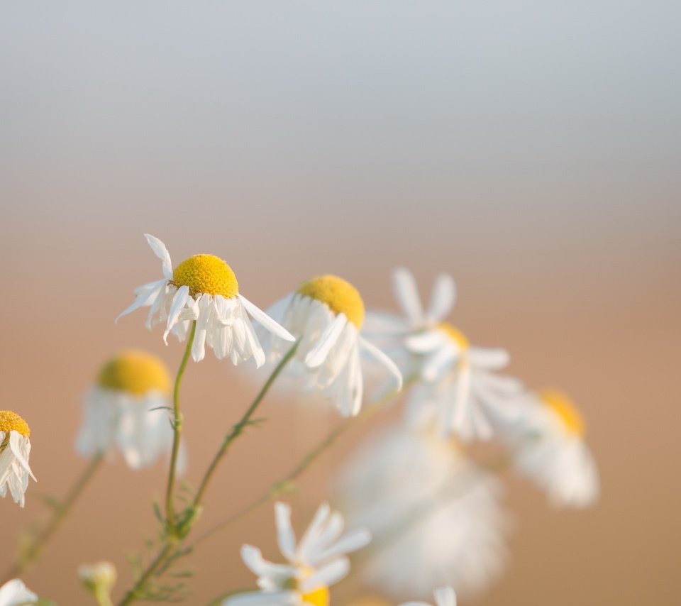 Обои цветы, природа, макро, фон, ромашки, flowers, nature, macro, background, chamomile разрешение 2560x1600 Загрузить