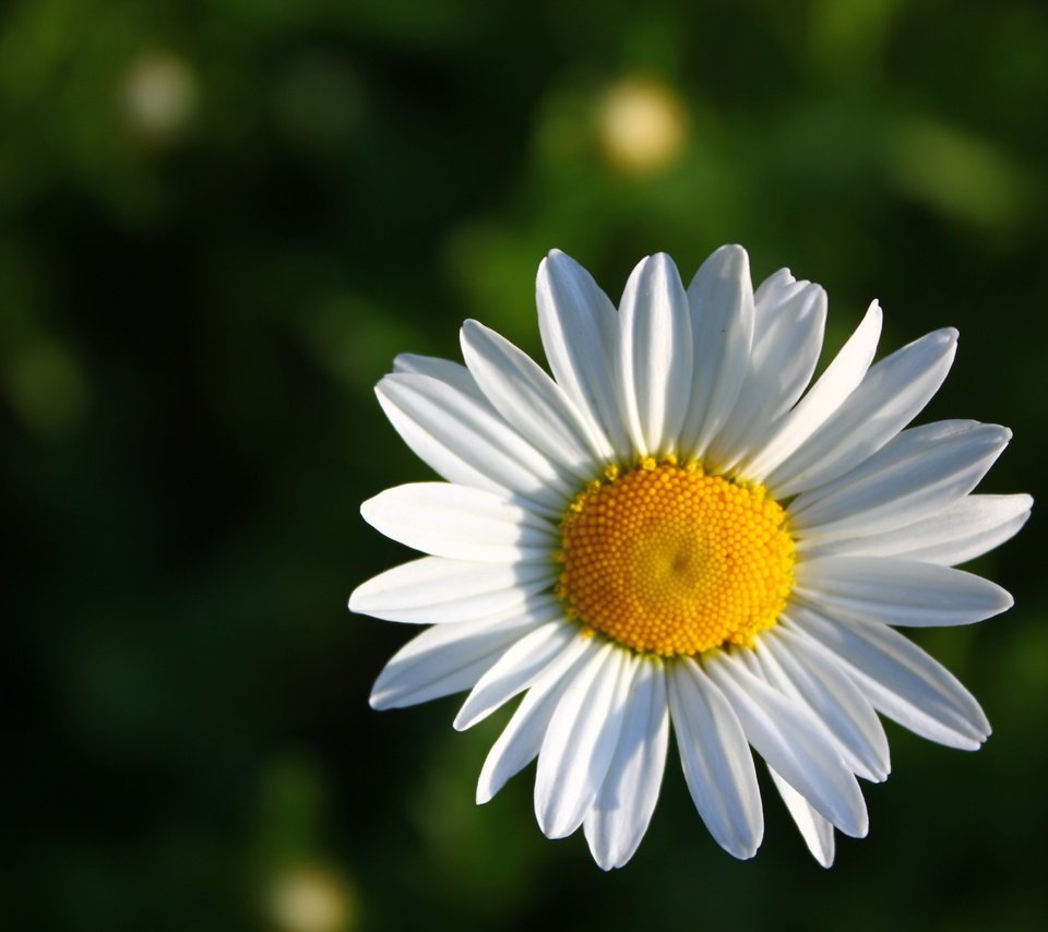 Обои зелёный, фон, цветок, ромашка, green, background, flower, daisy разрешение 5184x3456 Загрузить