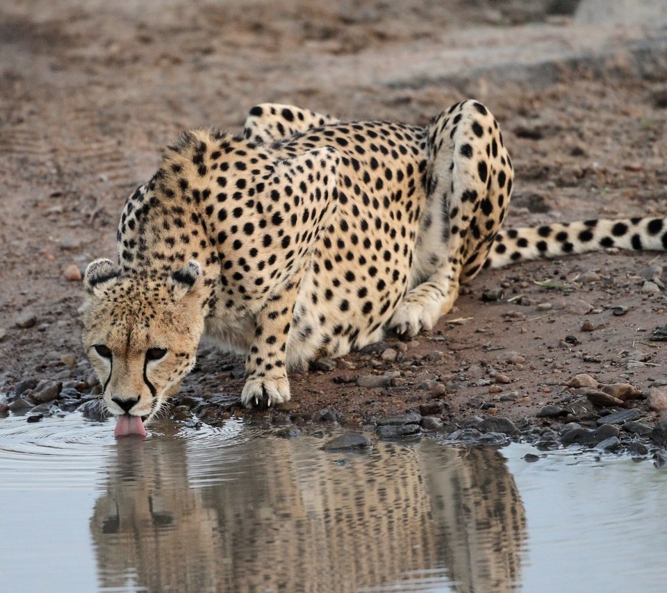 Обои камни, водоем, хищник, гепард, водопой, stones, pond, predator, cheetah, drink разрешение 3438x2056 Загрузить