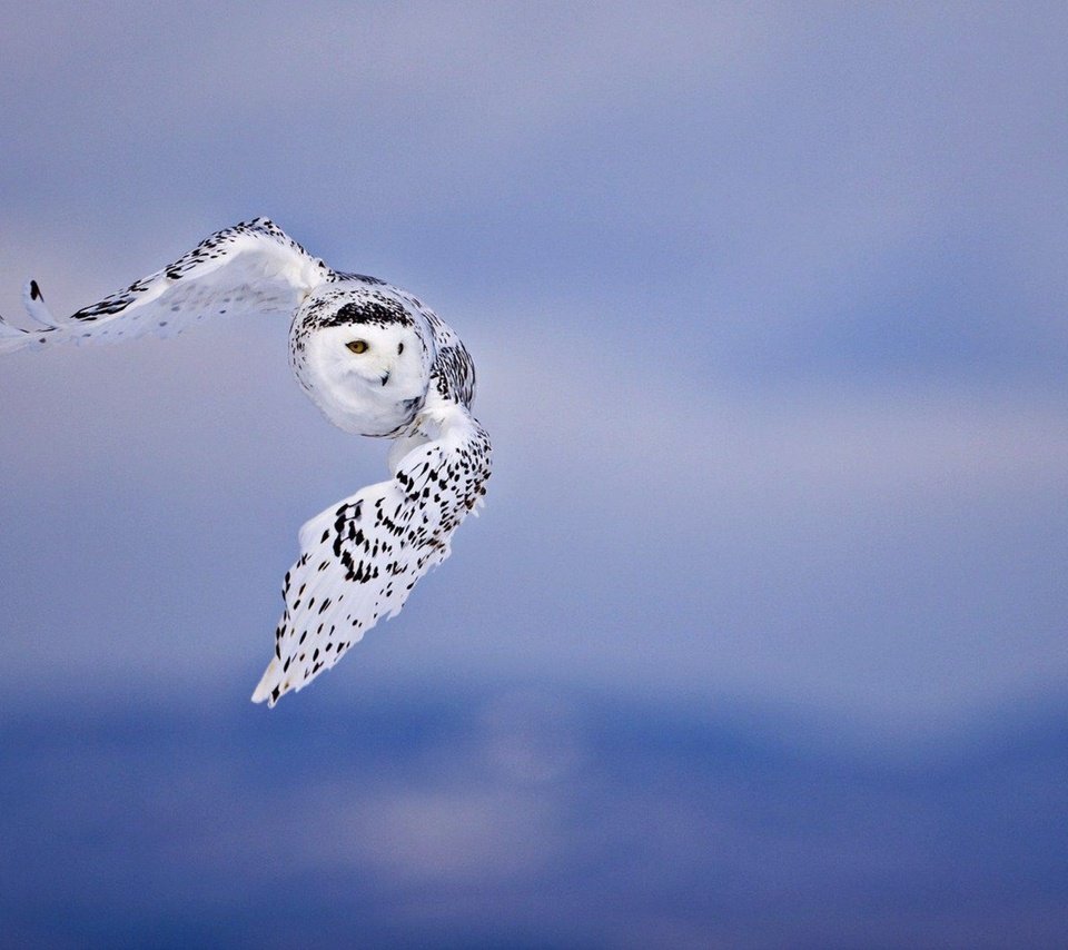 Обои сова, полет, птицы, белая, полярная, owl, flight, birds, white, polar разрешение 2880x1800 Загрузить