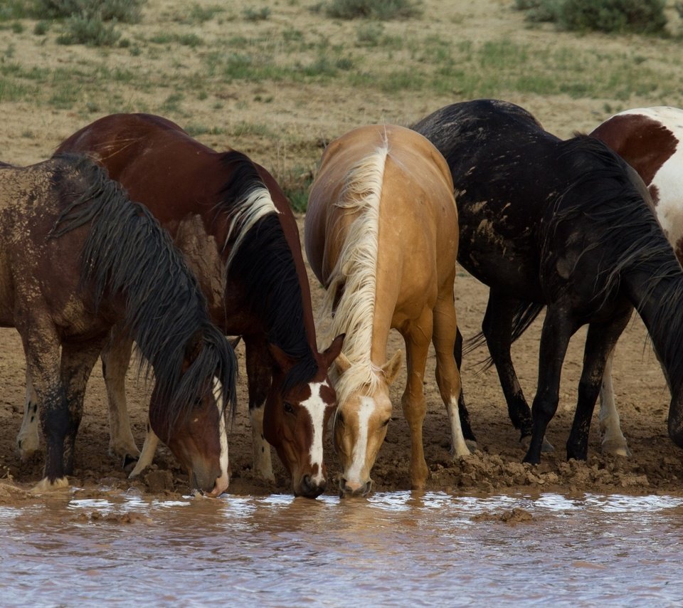 Обои лошади, кони, водопой, табун, horse, horses, drink, the herd разрешение 3400x1825 Загрузить