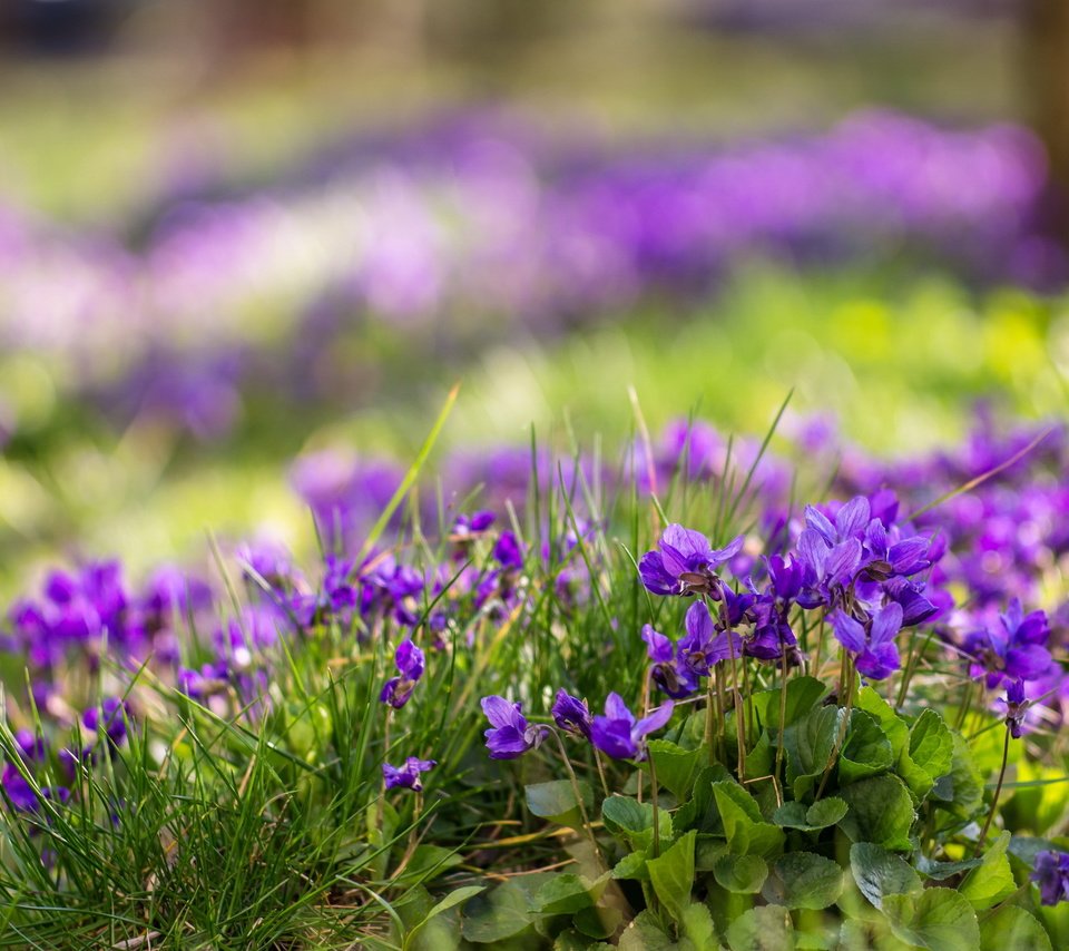 Обои цветы, трава, природа, луг, фиалка, flowers, grass, nature, meadow, violet разрешение 2560x1600 Загрузить