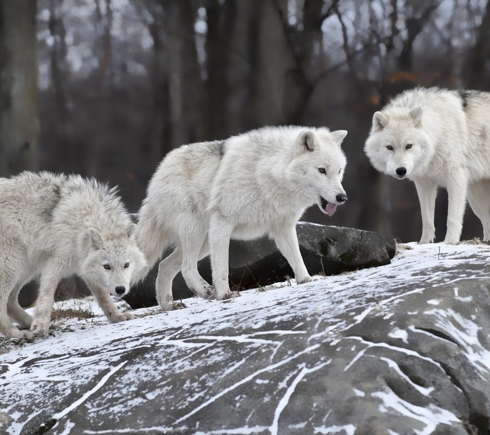 Обои природа, лес, зима, белые, волки, волки.стая, nature, forest, winter, white, wolves, wolves.pack разрешение 1920x1200 Загрузить