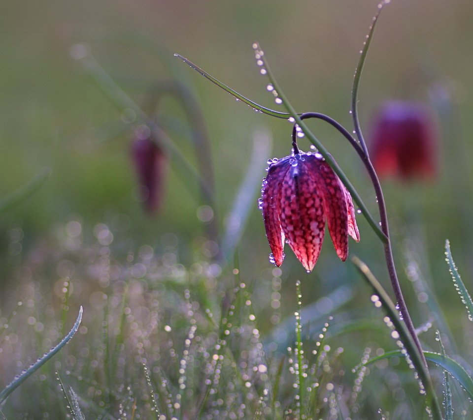 Обои трава, цветок, капли, рябчик шахматный, grass, flower, drops, grouse chess разрешение 2560x1703 Загрузить