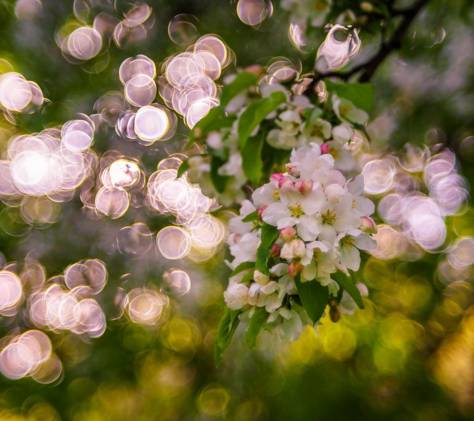 Обои дерево, цветение, блики, весна, боке, sorin mutu, tree, flowering, glare, spring, bokeh разрешение 2560x1600 Загрузить