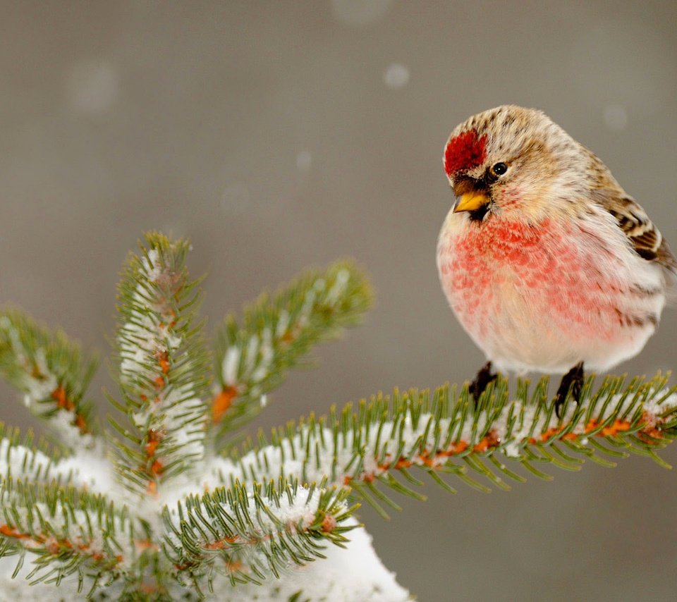 Обои снег, природа, елка, зима, птица, клюв, иголки, snow, nature, tree, winter, bird, beak, needles разрешение 1920x1200 Загрузить