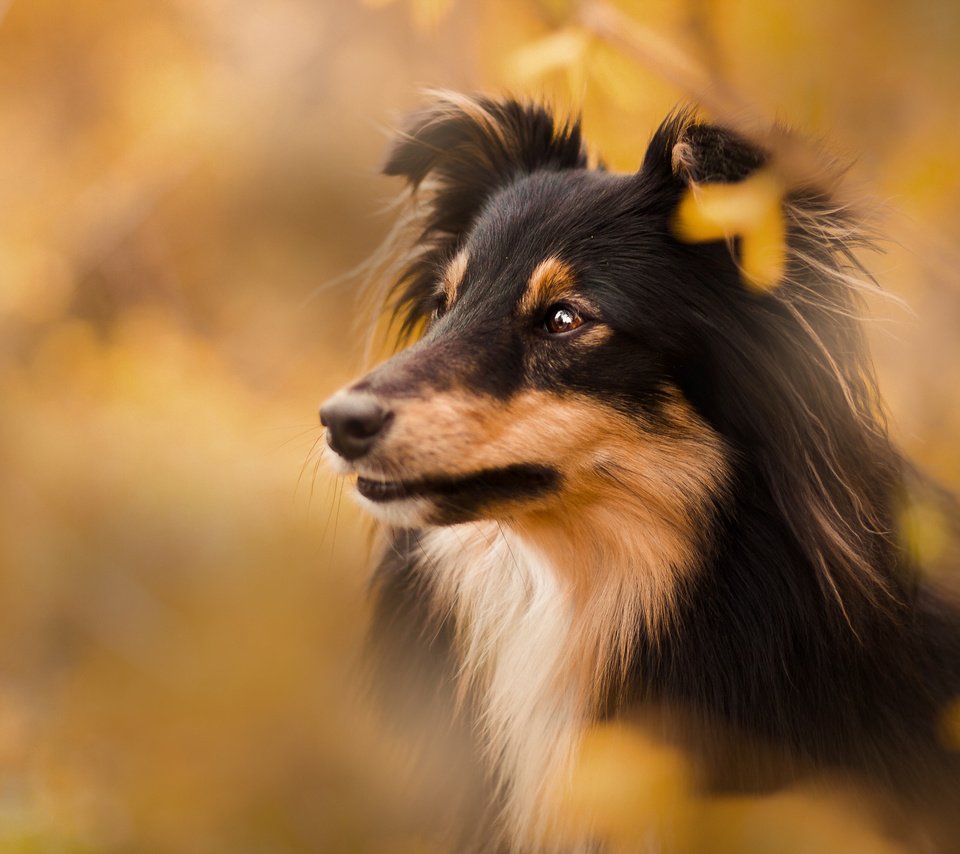 Обои собака, размытость, щенок, шелти, cобака, dog, blur, puppy, sheltie разрешение 2048x1365 Загрузить