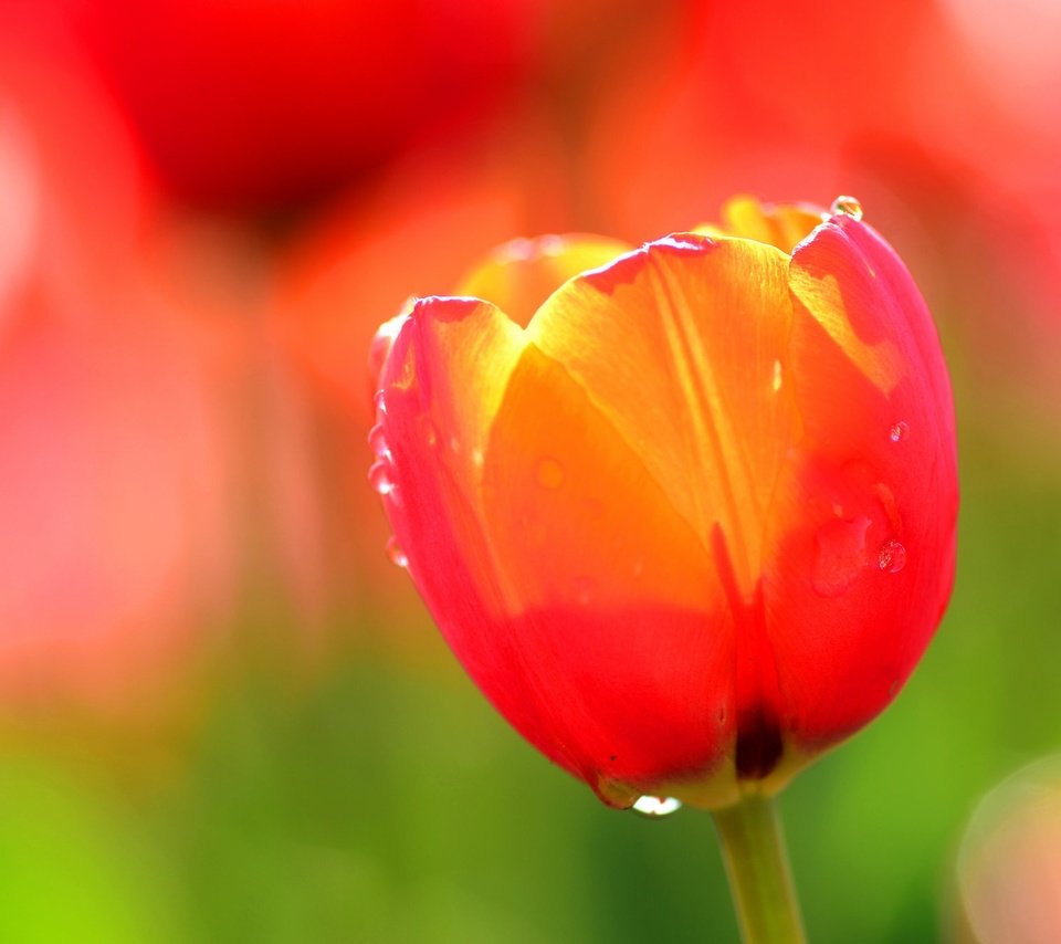 Обои вода, цветок, роса, капли, лепестки, тюльпан, water, flower, rosa, drops, petals, tulip разрешение 2048x1356 Загрузить