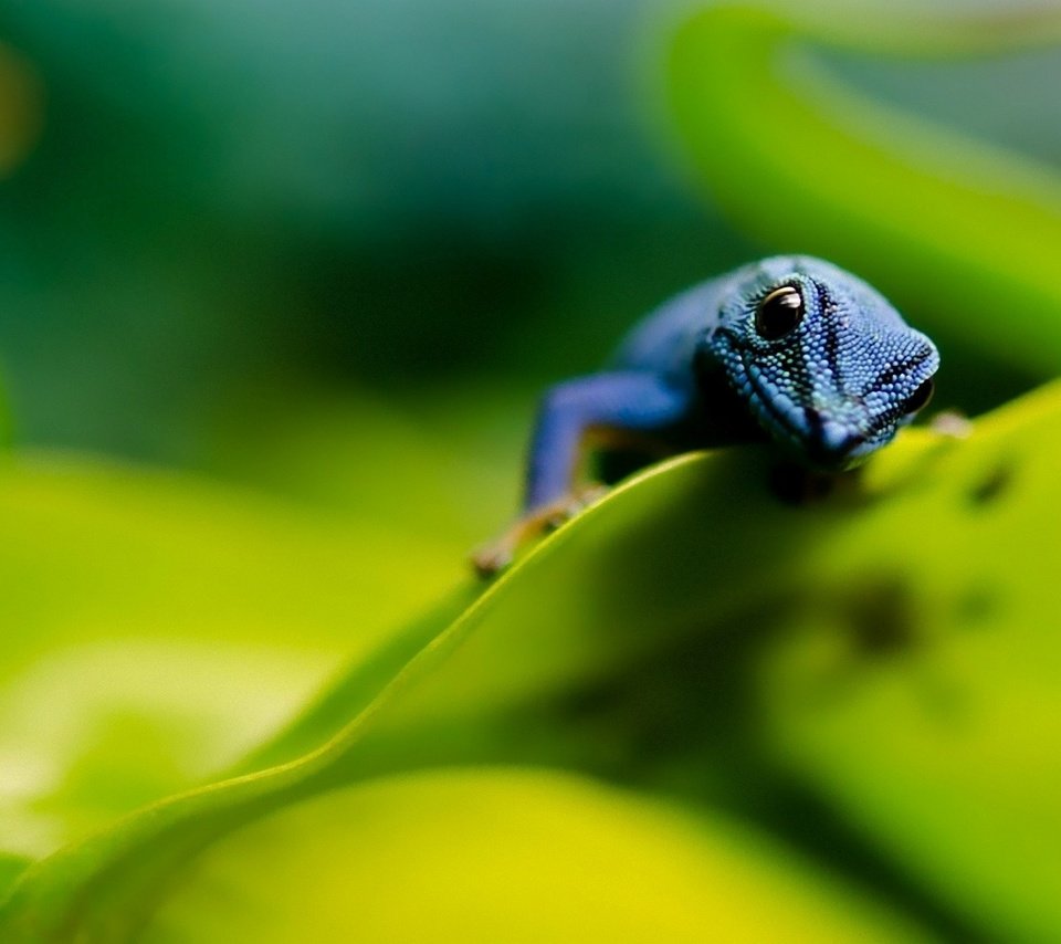 Обои листья, макро, ящерица, синяя, пресмыкающие, leaves, macro, lizard, blue, kowtowing animals: разрешение 1920x1200 Загрузить