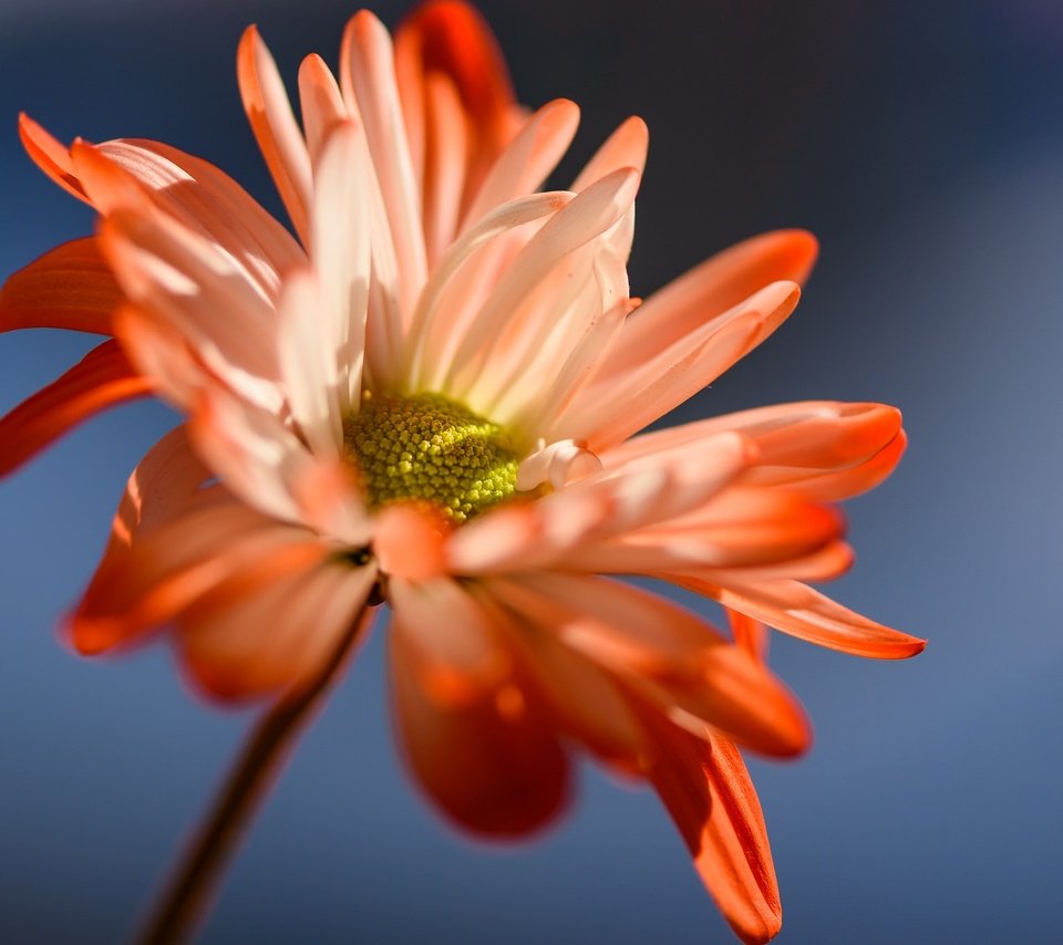 Обои фон, цветок, лепестки, стебель, маргаритка, susan newgewirtz, background, flower, petals, stem, daisy разрешение 2048x1367 Загрузить