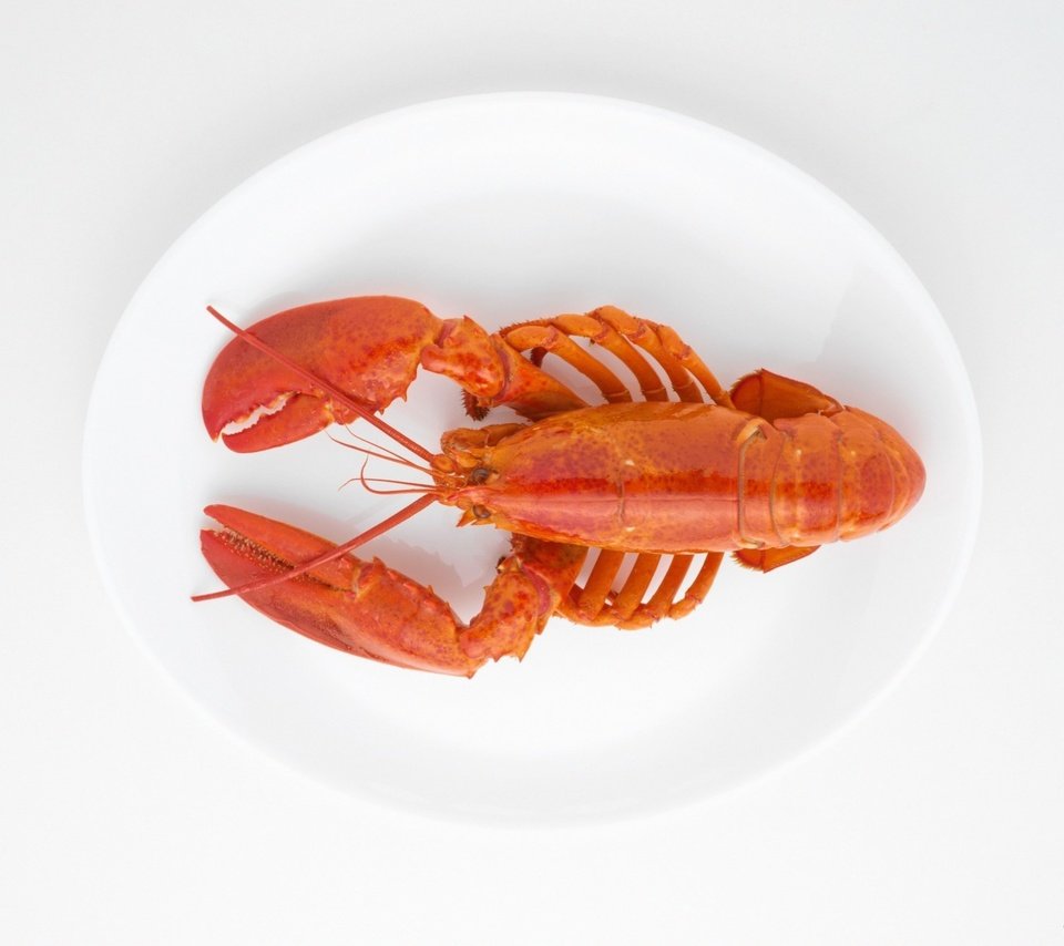 Обои белый фон, морепродукты, блюдо, клешни, рак, вареный, white background, seafood, dish, claws, cancer, boiled разрешение 1920x1438 Загрузить